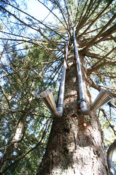 Der "Echo Baum" so wie man in den Wald hineinruft, so schallt es heraus, aus verschiedenen Richtungen. Oben im Wipfel waren Trichter angeschweisst, die dann die Stiime in den Wald leiteten, wo dann ein Echo ausnverschiedenen Richtungen gut zu vernehmen war. 