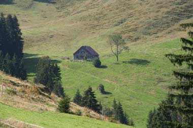 viele bewirtschaftete Alpen sind vorhanden