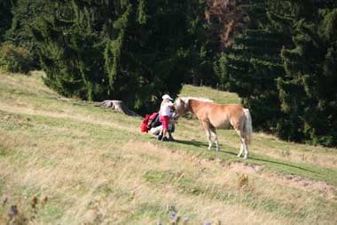 das Pferd kommt zum Wanderer, nicht umgekehrt - dann ist es eine ungefährliche Begegenung