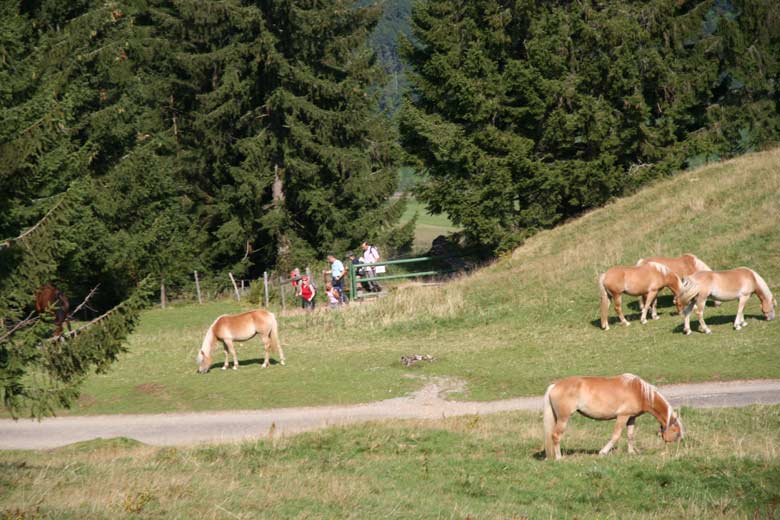 lasst die Pferde in Ruhe, dann kann dere Wanderer diese Begegnung ungefährdet geniessen