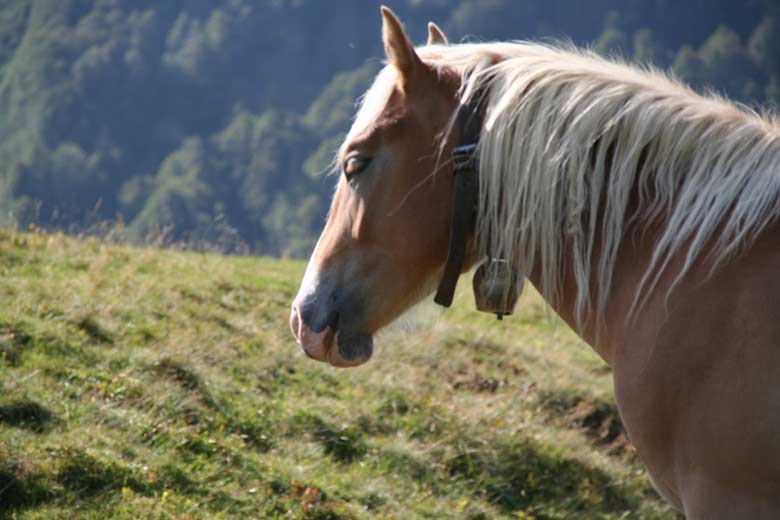 geschlossene Augen weisen auf ein absolut friedliches Tier - das stören selbst Wanderer nicht, respektiert die Tiere, lasst sie in Ruhe