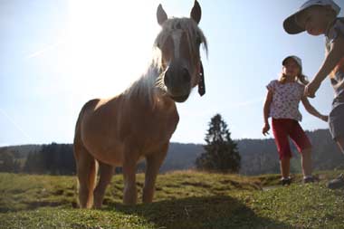 Bergpferde brauchen einen langen Hals um sich auf den Wiesen ihr Futter zu suchen