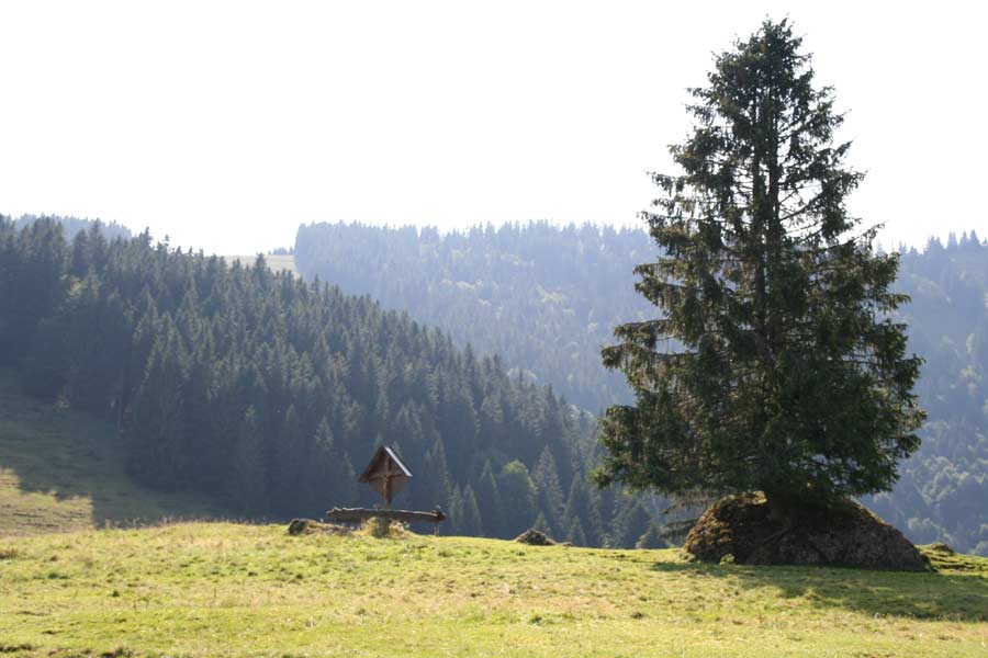 Alpsee Bergwelt und Alpine Coaster Alpsee Bergwelt