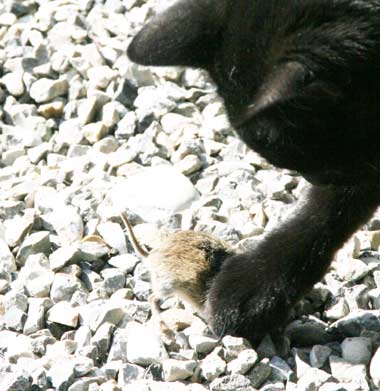 Mäuse werden natürlich bekämpft