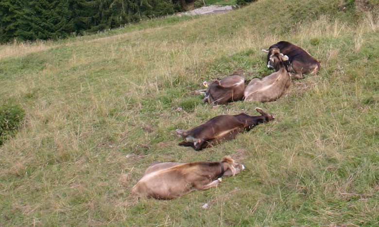 Käse muss reifen, sonst ist es kommt keine Bergbauernmilch aus den Berg Kühen heraus - das Milchvieh macht Siesta