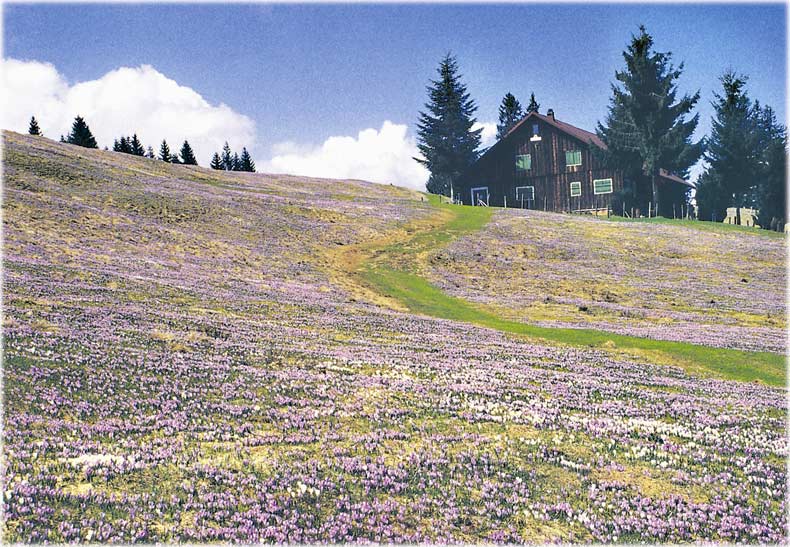Krokusblüte am Hündle, Oberstaufen, Oberallgäu
