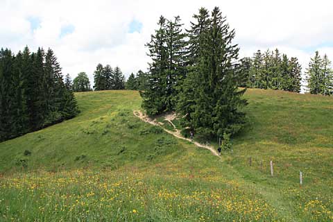 30 m hohe Tannen und der Wanderer ganz klein - Wettertannnen